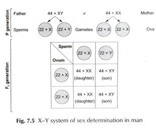 Human Sex Determination 37