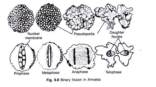 Binary fission in Amoeba