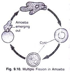 Multiple fission in Amoeba