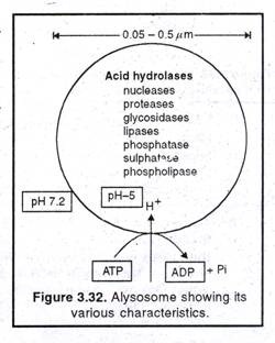 Steroid hormones soluble in lipids