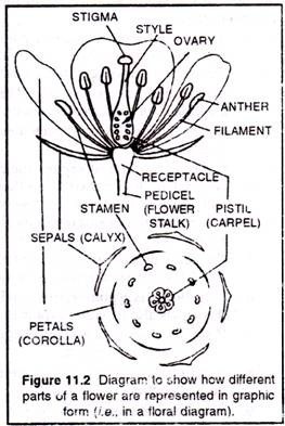 Amazing How To Draw Floral Diagram in the world Don t miss out 