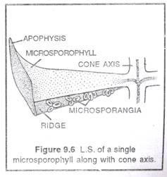 L.S of a Single microsporophyll along with cone axis
