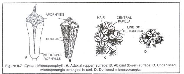 Cycas: Microsporophyll