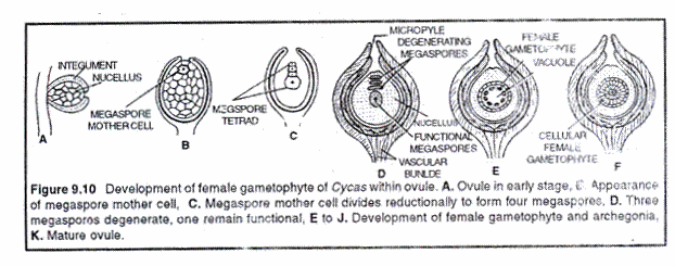Development of female gametophyte of cycas within ovule