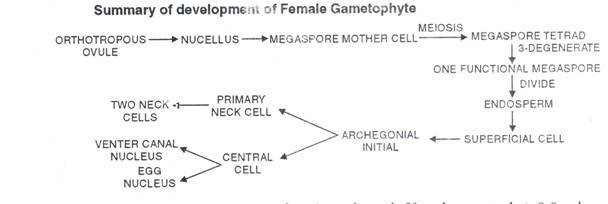 Summary of devlopment of Female Gametophyte