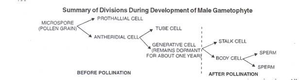 Summary of Divisions Durring Development of Male Gametophyte