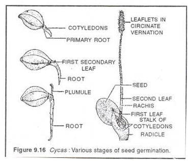 Cycas: Various stages of seed germination