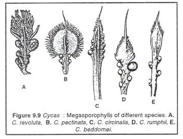 Cycas: Megasporophylls of different Species
