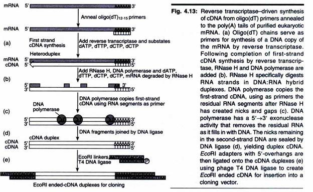 Molecule Synthesized Copy Gene Dna Template Strand