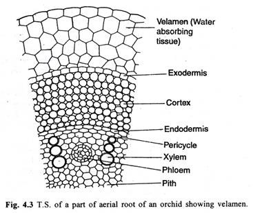 Diagram For Absorption Of Water 70