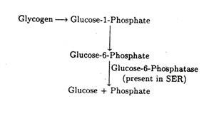 Glucose is to starch as a steroid is to lipid
