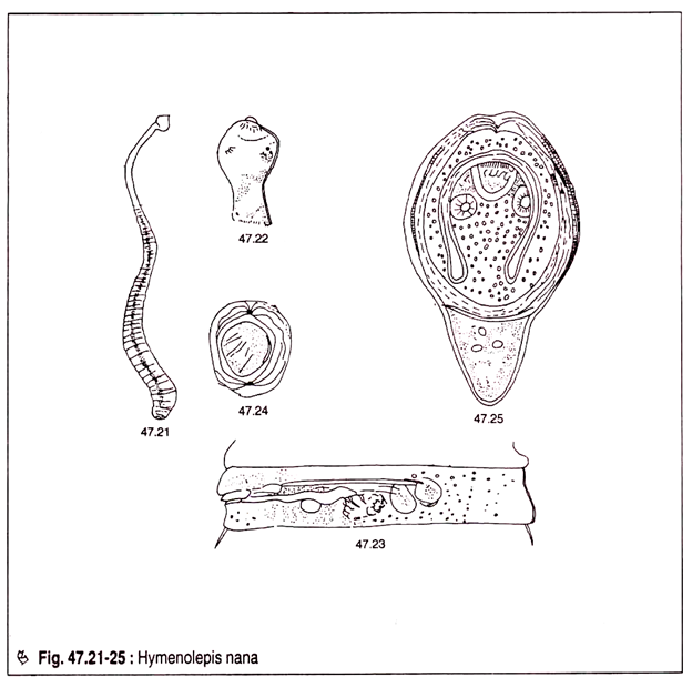tapeworm coloring pages - photo #19