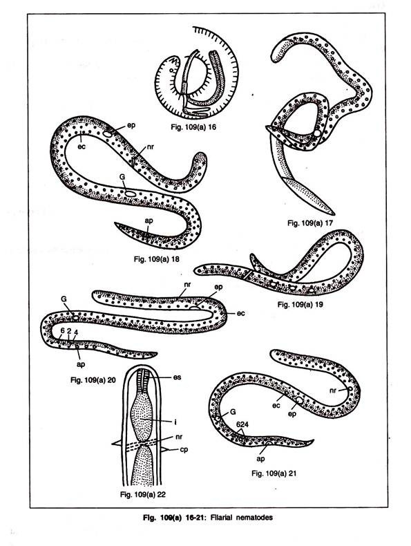 tapeworm coloring pages - photo #31
