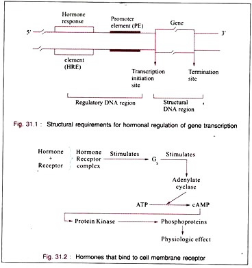 Steroid hormones bind to plasma membrane receptors
