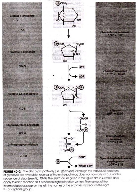 (A) Alimentary Canal and Digestive Glands of Man (B) Food Passes Down the Alimentary Canal by Peristalsis 