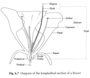 Digram of the Longitudinal Section of a Flower