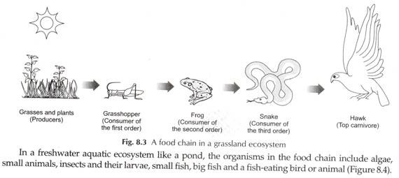 A Food Chain in a Grassland Ecosystem