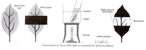 Exp0eriment to Show that Light is Essential For Photosynthesis