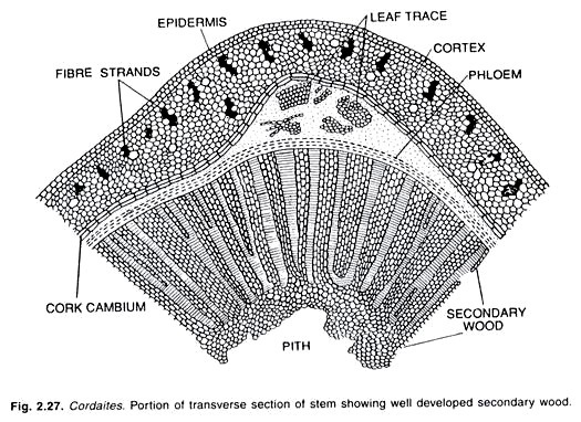 (a) Mounting a leaf peel (b) Epidermal layer in the peel taken form a dicot leaf showing open stomata (c) High-power magnification of stomata