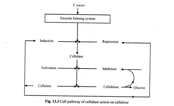 Respiration in Fish