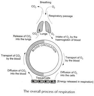 The Overall Process of Respiration