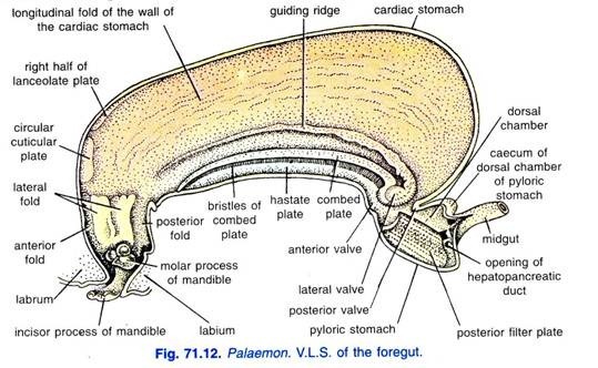 Structure of a Nerve Cell