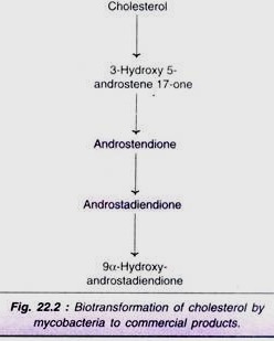 Phototropism