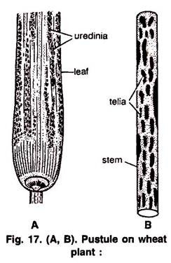 Male Cone (Staminate Strobilus)