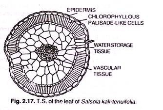 Plant Cell Structure