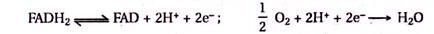 Glycolysis