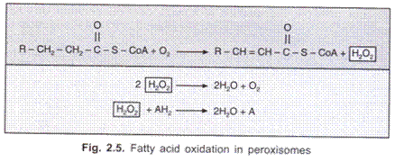 Fatty Acid Oxidation in Peroxisomes
