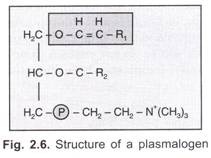 Structure of a Plasmalogen