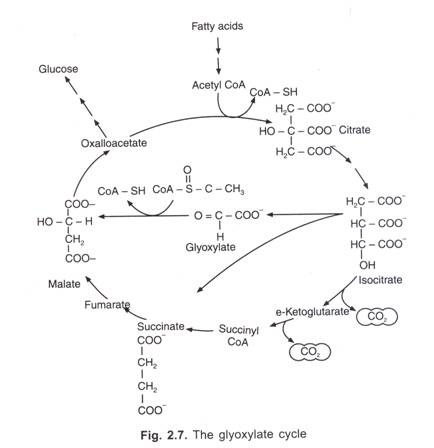 The Glyoxylate Cycle