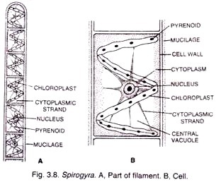 Epicotyl and Hypocotyl