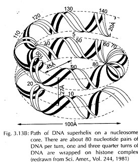 Working of (Blood Circulation) Heart