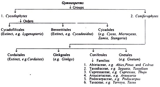 Level of Species Diversity