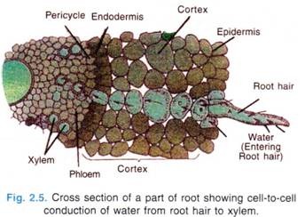 Cross Section of a Part of Root showing Cell-to-Cell Conduction of Water from Hair to Xylem