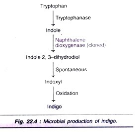 Cross Section of a Part of Root showing Cell-to-Cell Conduction of Water from Hair to Xylem