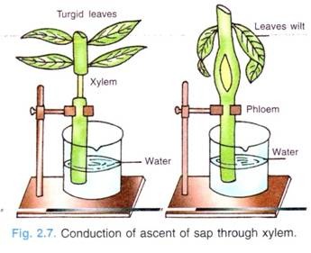 Conduction of Ascent of Sap through Xylem