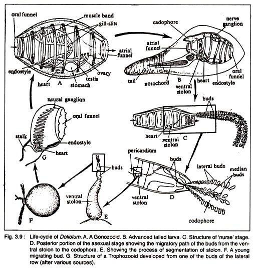 Conduction of Ascent of Sap through Xylem