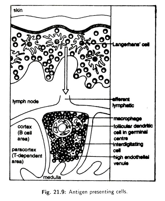 Maize Grain Germination