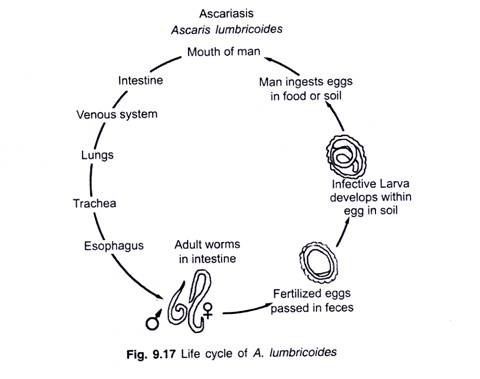 Life cycle of A Lumbricoides