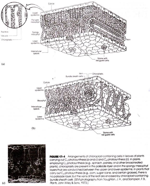 Arrangement of Chloroplast Containing Cells in Leaves of Plants Carrying out C3 Photosynthesis and C4 Photosynthesis