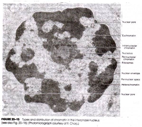 Types and Distribution of Chromatin in the Interphase Nucleus