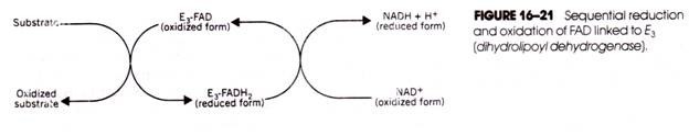 Sequential Reduction and Oxidation of FAD linked to E3 