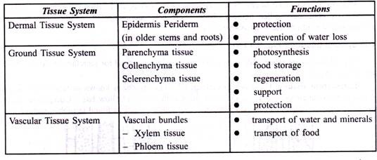 The components and functions of the tissue systems