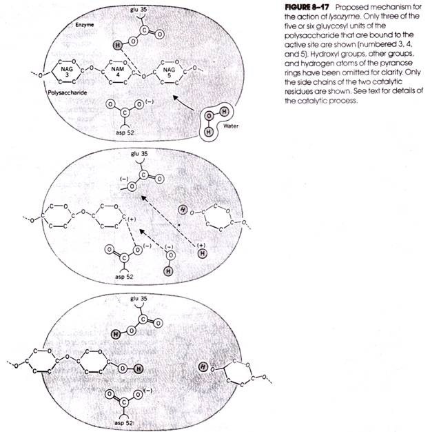 Proposed mechanism for the actionlysozyme