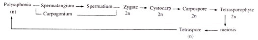 External Features of Sexual Dimorphism