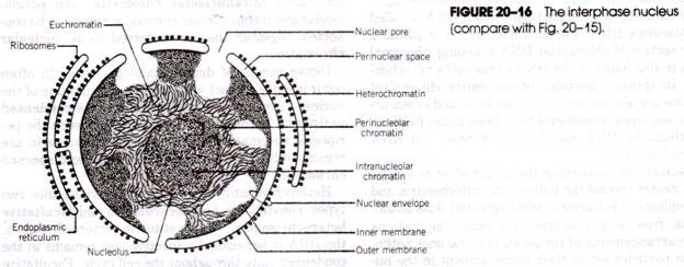 Diagram of the T4 bacteriophage 