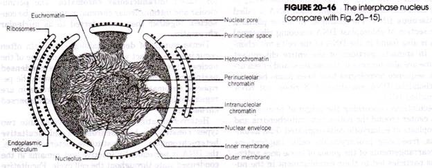 The Interphase Nucleus 
